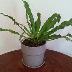 オオタニワタリ(アスプレニウム) 観葉植物