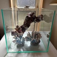 レイアウト付き30センチキューブ水槽