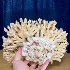 珊瑚の飾り物（大型）の画像
