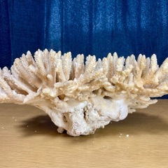 珊瑚の飾り物（大型）の画像