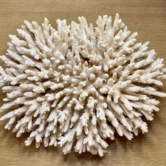 珊瑚の飾り物（大型）の画像