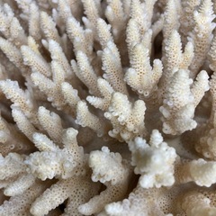 珊瑚の飾り物（大型）の画像