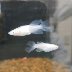 ★近松めだか（天使の雫（しずく）メダカ）の画像