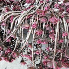 セダム　トリカラー特大苗　多肉植物　の画像