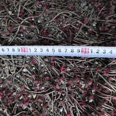 セダム　トリカラー特大苗　多肉植物　の画像