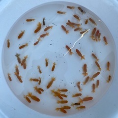宇野系らんちゅう2歳魚写真の個体全部約50匹