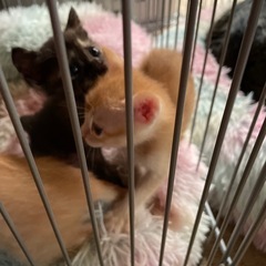 生後1ヶ月になりました