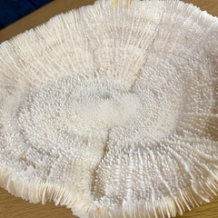 珊瑚の飾り物（中型）の画像
