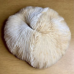 珊瑚の飾り物（中型）の画像