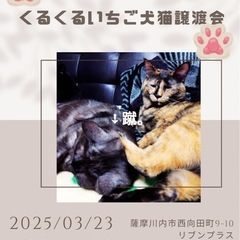 甘えん坊3/23譲渡会にて面会可能 − 鹿児島県