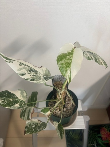 斑入りモンステラホワイトタイガー観葉植物 (植中毒) 元町のその他の