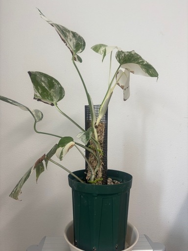 斑入り　モンステラ　ホワイトタイガー　観葉植物
