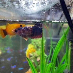 熱帯魚   メスベタ