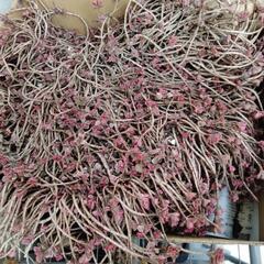 セダム　トリカラー特大苗　多肉植物　の画像