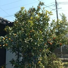 だいだい、キンカン、甘夏の画像