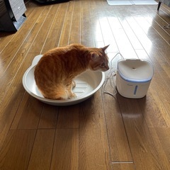 リッチェル 水飲み器とアルミ猫ホイホイ