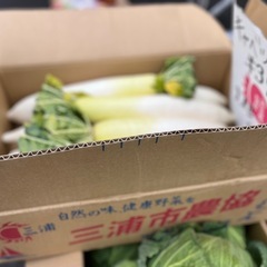 【在庫2】本日入荷したて国産大根１本から販売します⭐︎