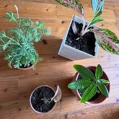観葉植物達🪴🤍✨