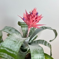 観葉植物 エクメア ファシアータ