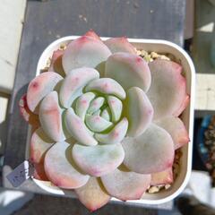 多肉植物　ラウリンゼ　5月末まで出品