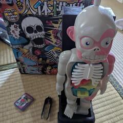 ゾクッ人体模型　恐怖！ドキドキクラッシュの画像