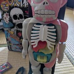 ゾクッ人体模型　恐怖！ドキドキクラッシュの画像