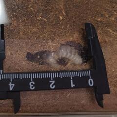 パラワンオオヒラタクワガタの幼虫