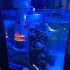 45cmアクリル水槽　背面濾過の画像