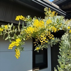 ミモザアカシア　特大品　現地引き取りor 配達品 ミモザアカシア 特大品 現地引き取りor 配達品 ミモザアカシア