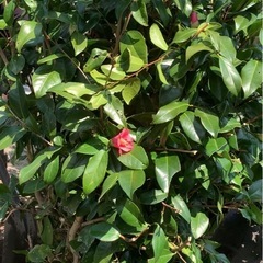 椿　植え技