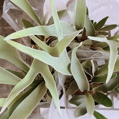 ビカクシダヴィーチー観葉植物