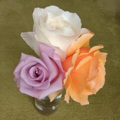 ◆バラ🌹 薔薇苗木 ホワイトクリスマスの画像
