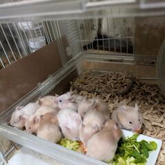決まりました。有難うございました。