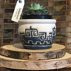 無料　中の多肉植物センペルビウムもさしあげます🪴𓇼𖠋𓆫𓀤𓆉𓆡エス...