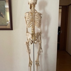 人体骨格模型