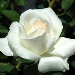 ◆バラ🌹 薔薇苗木 ホワイトクリスマス