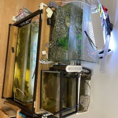 引き取りにきて下さる方　水槽4セットの画像