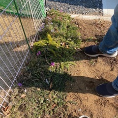 芝桜
