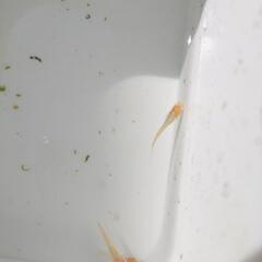 メダカ　王妃　10匹　アルビノ