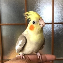 決まりました⭐︎手乗りオカメインコ