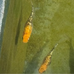 オーロラ黄ラメメダカ オス4匹 メス5匹の画像