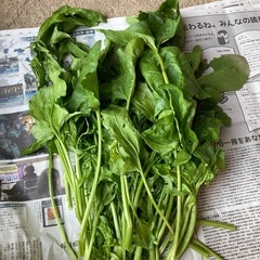 ほうれん草
