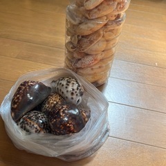 貝殻とシーグラス