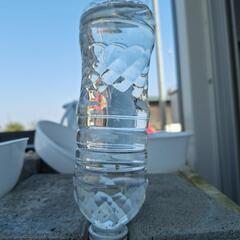 ミジンコ　①の画像