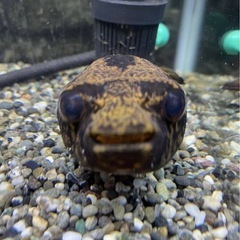 熱帯魚 淡水フグの画像
