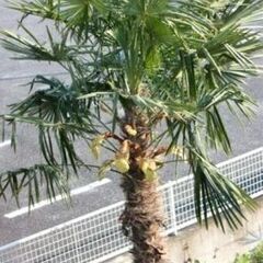 30㎝前後の元気な苗木！棕櫚 シュロ ヤシの実苗　氷点下10度ま...
