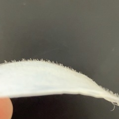 《プロ向け》フェイシャルwax1日講座☆宮﨑県都城市の画像
