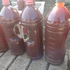 PSB(光合成細菌)　8L　メダカ　金魚　ゾウリムシ