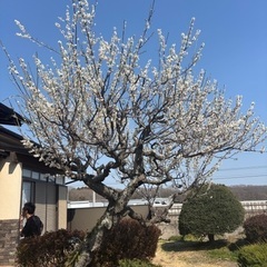 庭石　樹木