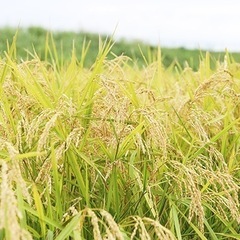 お米売ってもらえませんか？